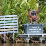 Tanjung Puting, Mengunjungi Orang Utan Di Habitat Aslinya